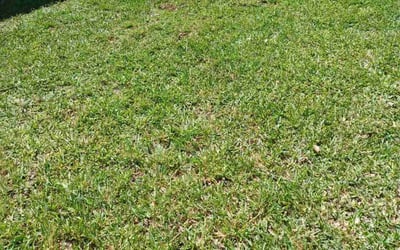 Photo of Margaret A.'s yard after getting lawn care in Friendswood, TX