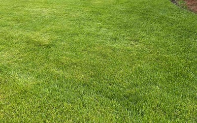 Photo of Rev. B.'s yard after getting lawn care in Aurora, IL