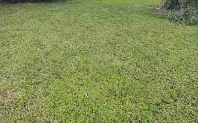 Photo of Brett G.'s yard after getting lawn care in West Palm Beach, FL