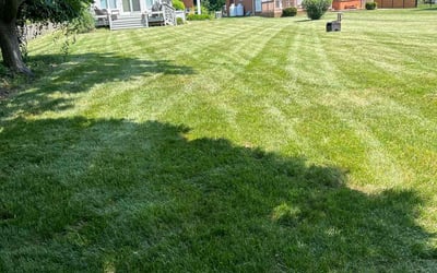 Photo of Catherine D.'s yard after getting lawn care in Pasadena, MD