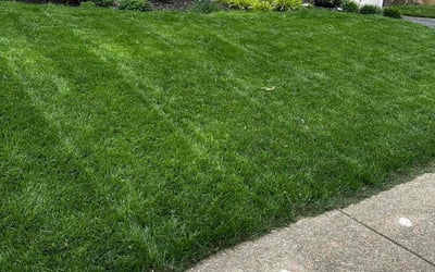 Photo of Frederica M.'s yard after getting lawn care in Sullivan, MO