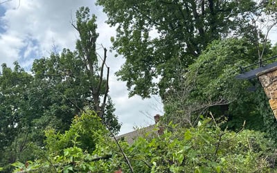 Photo of Maureen C.'s yard after getting tree care in Ogden, UT