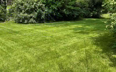 Photo of Marguerite C.'s yard after getting lawn care in Hanover Park, IL