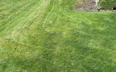 Photo of Tiffanie N.'s yard after getting lawn care in Northfield, OH
