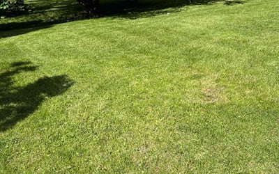 Photo of Sharon R.'s yard after getting lawn care in Eagan, MN