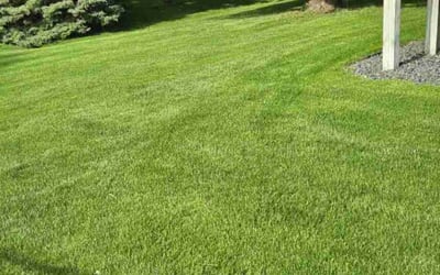 Photo of Paula S.'s yard after getting lawn care in Shakopee, MN