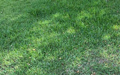 Photo of Chloe E.'s yard after getting lawn care in Smithville, TX