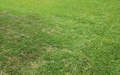 Photo of Dany Z.'s yard after getting lawn care in El Paso, TX