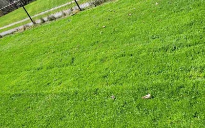 Photo of Ken P.'s yard after getting lawn care in Coraopolis, PA