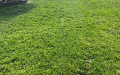 Photo of Ronald J.'s yard after getting lawn care in Wyandotte, MI