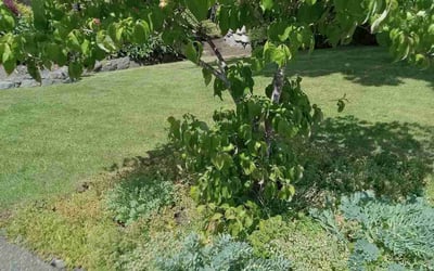 Photo of Kimberly H.'s yard after getting lawn care in Auburn, WA