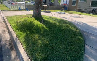 Photo of Linda N.'s yard after getting lawn care in Rancho Cucamonga, CA
