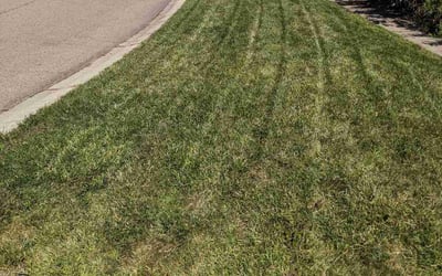 Photo of Anndell B.'s yard after getting lawn care in Saint Joseph, MI