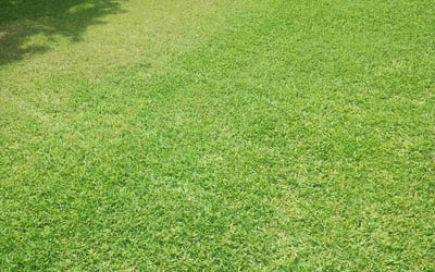 Photo of Charles F.'s yard after getting lawn care in Melbourne, FL