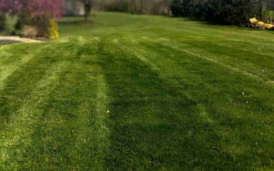 Photo of Renauta g.'s yard after getting lawn care in Brunswick, OH