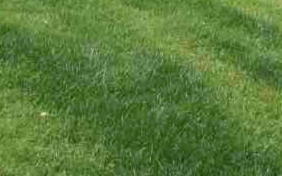 Photo of Robyn M.'s yard after getting lawn care in Watertown, MA