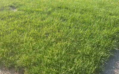 Photo of Karyn B.'s yard after getting lawn care in Evansville, IN