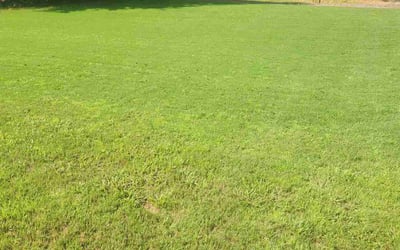 Photo of Tee L.'s yard after getting lawn care in Dacula, GA