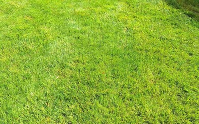 Photo of Anthony B.'s yard after getting lawn care in Bloomfield, CT