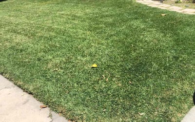 Photo of Linda T.'s yard after getting lawn care in Mission Hills, CA