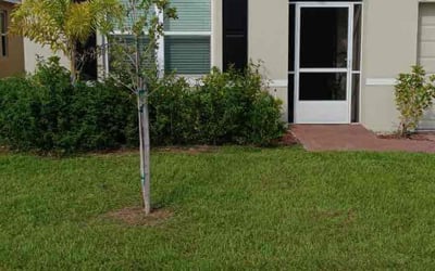 Photo of Dana A.'s yard after getting lawn care in Palm Bay, FL