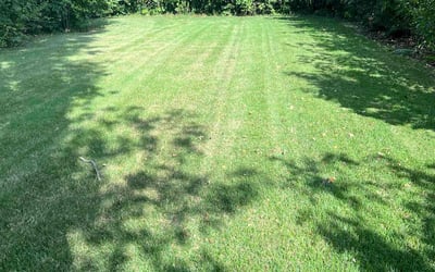 Photo of Andora M.'s yard after getting lawn care in St. Louis, MO