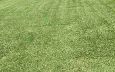 Photo of Stephanie B.'s yard after getting lawn care in Middle Village, NY