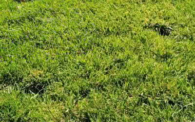 Photo of Eric C.'s yard after getting lawn care in Hellertown, PA