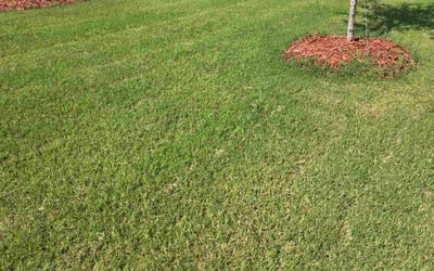 Photo of Diane M.'s yard after getting lawn care in Spencer, MA