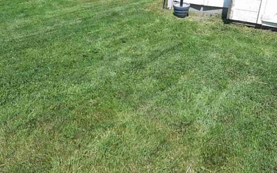 Photo of Kristen M.'s yard after getting lawn care in Clinton, MA