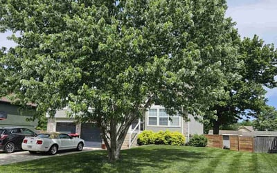 Photo of Roberto B.'s yard after getting lawn care in San Jose, CA