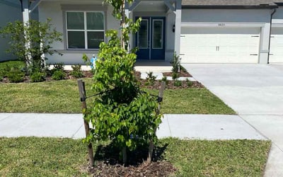Photo of Kiki H.'s yard after getting lawn care in Saint Simons Island, GA