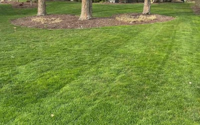 Photo of Daniela A.'s yard after getting lawn care in Cary, IL