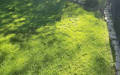 Photo of William W.'s yard after getting lawn care in Grafton, WI