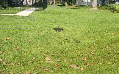 Photo of Nitika S.'s yard after getting lawn care in Sanger, CA