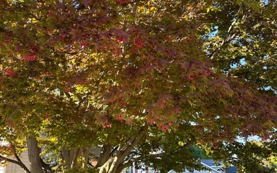 Photo of Lu E.'s yard after getting lawn care in Melrose, MA
