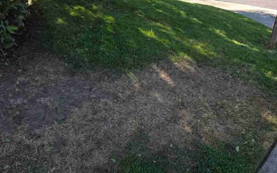 Photo of Lisa E.'s yard after getting lawn care in Perris, CA