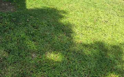 Photo of Lyn W.'s yard after getting lawn care in Taylors, SC