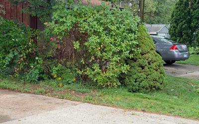 Photo of Daniel K.'s yard after getting lawn care in Norwood, MA