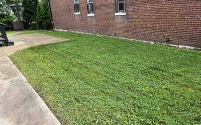 Photo of Andy K.'s yard after getting lawn care in Antioch, CA