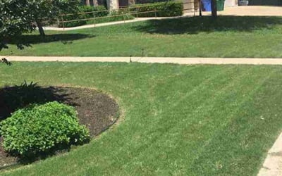 Photo of Justin A.'s yard after getting lawn care in Taylor, TX