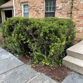 Bush Trimming by Lawn services JAV reviewed on June 2, 2025