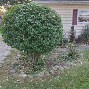 Bush Trimming by R-A-W Landscaping reviewed on July 4, 2025