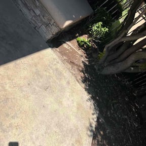 Bush Trimming by Flores Garden Landscapes reviewed on April 12, 2025