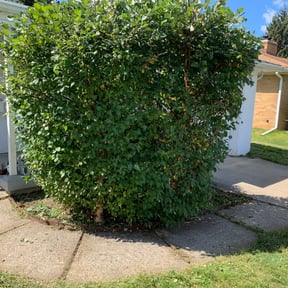 Bush Trimming by Landscaping reviewed on December 10, 2024