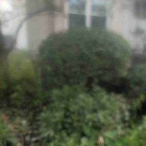 Bush Trimming by Hettie Mae Residential Services llc reviewed on July 15, 2022