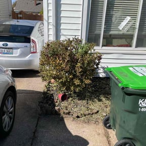 Bush Trimming by Grass landscape and design reviewed on June 4, 2022
