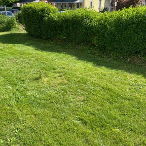 Bush Trimming by Pawpa Lawn Care reviewed on June 9, 2022