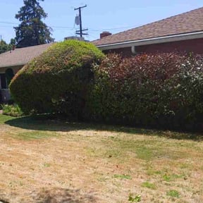 Bush Trimming by Moe Does Lawns reviewed on June 24, 2025