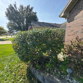 Bush Trimming by (PFGS) PO FOLKZ GARDEN Services reviewed on March 30, 2022